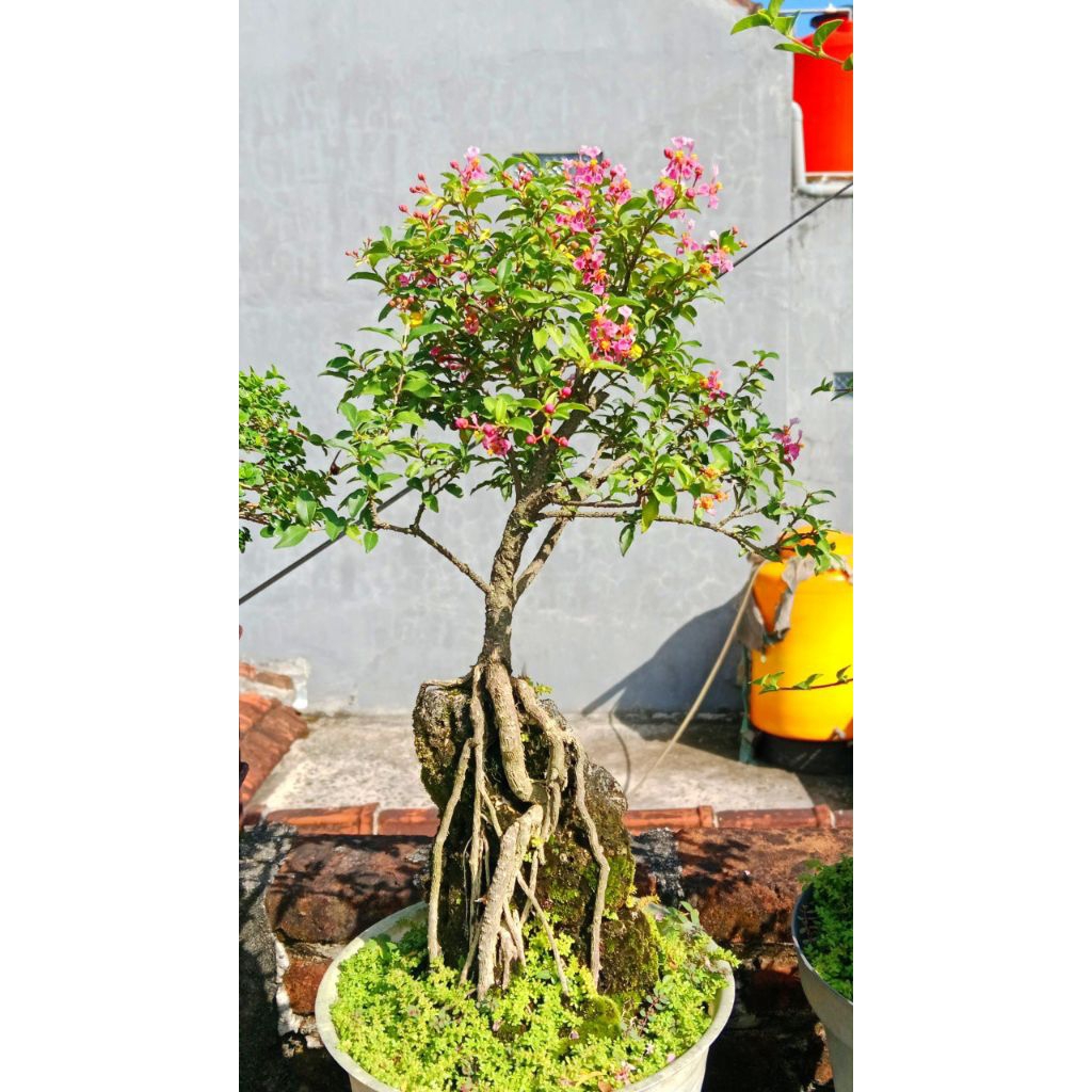 bonsai sakura