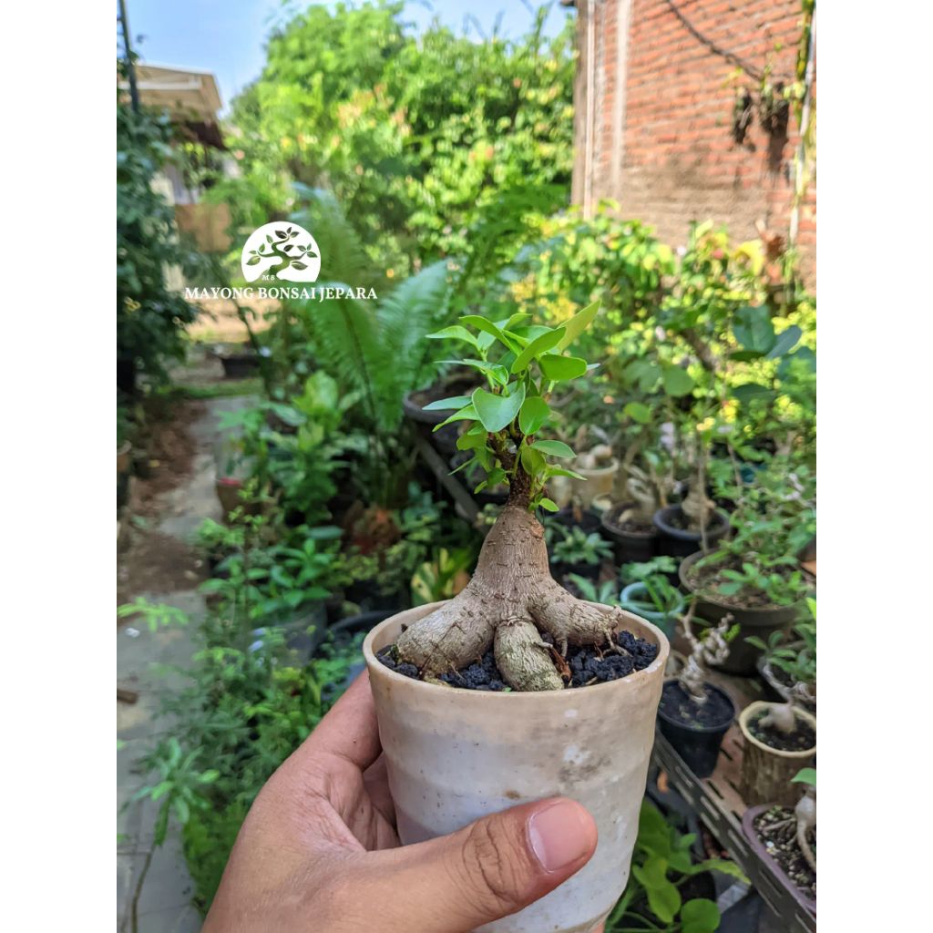 Ficus Microcarpa iprik seedling Caudex plant