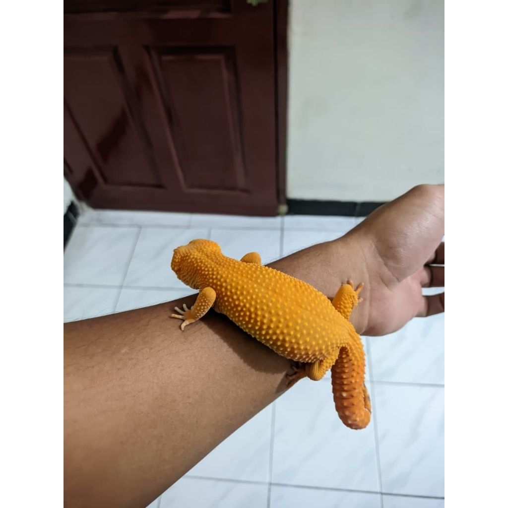 Leopard Gecko Sunglow Female