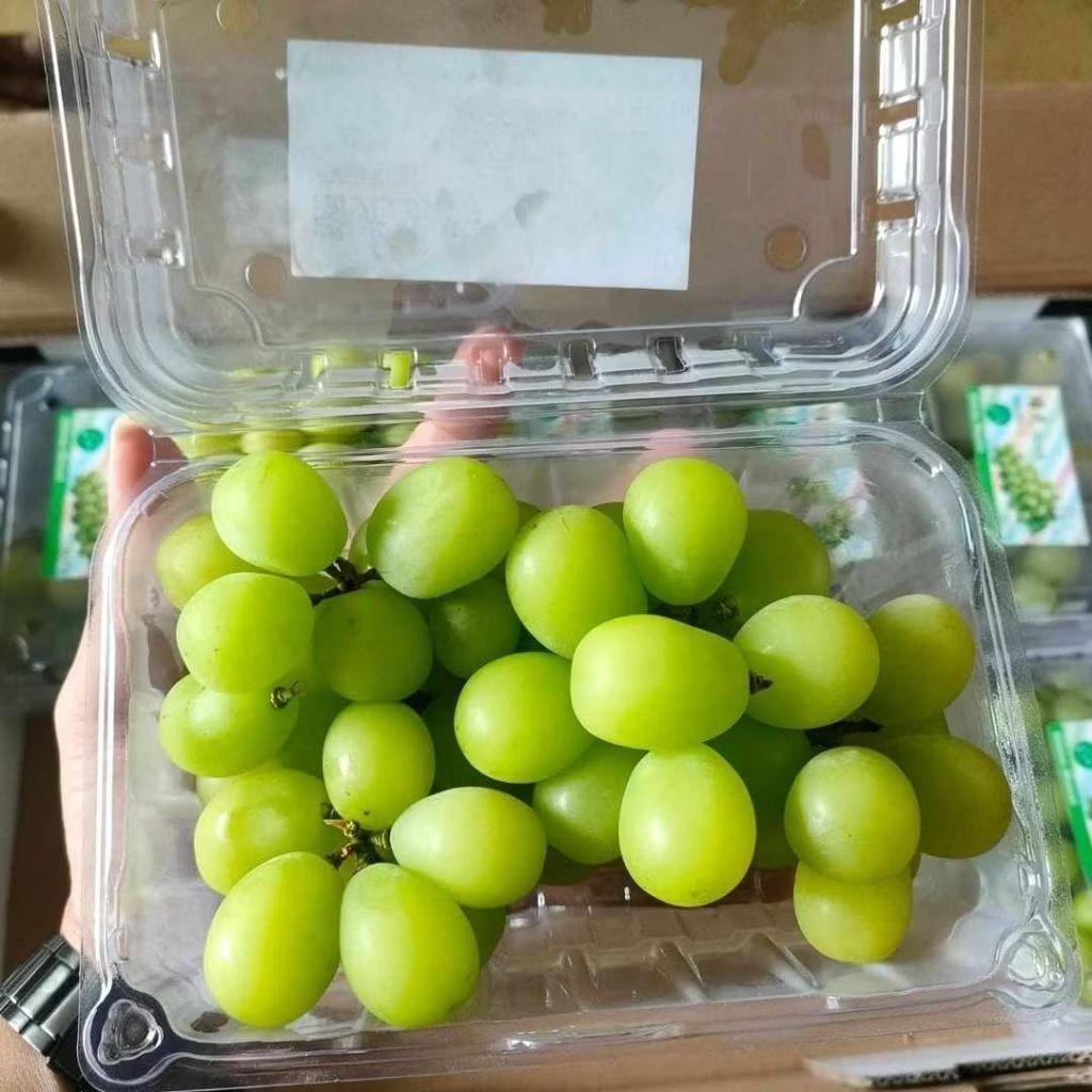 Anggur Shine Muscat Pack 500gram