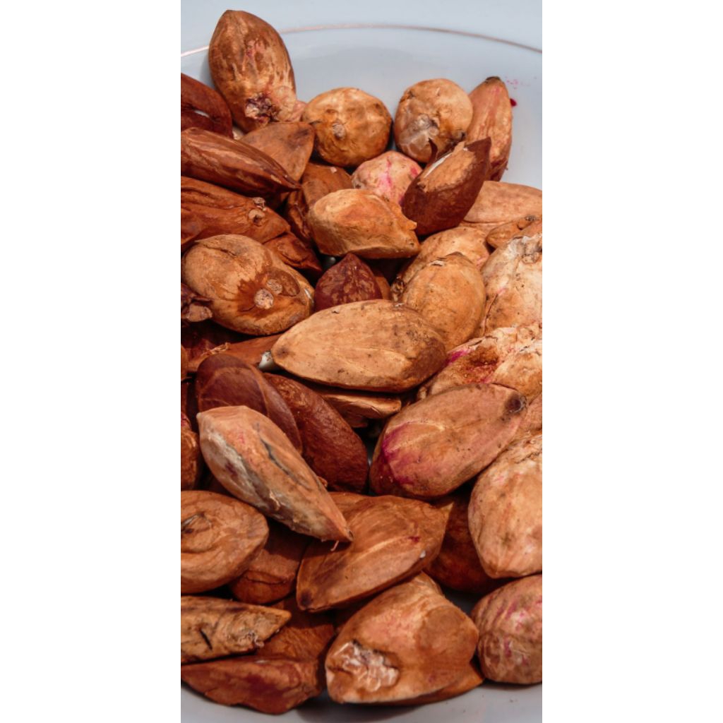 Kacang Kenari