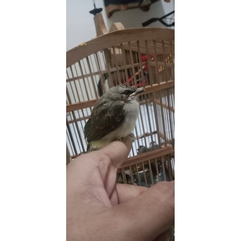 burung anakan trucuk jatim