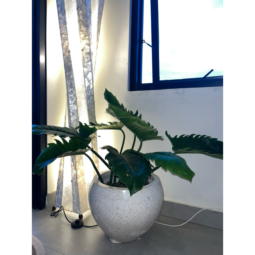 tanaman dan pot terrazzo | pot teraso