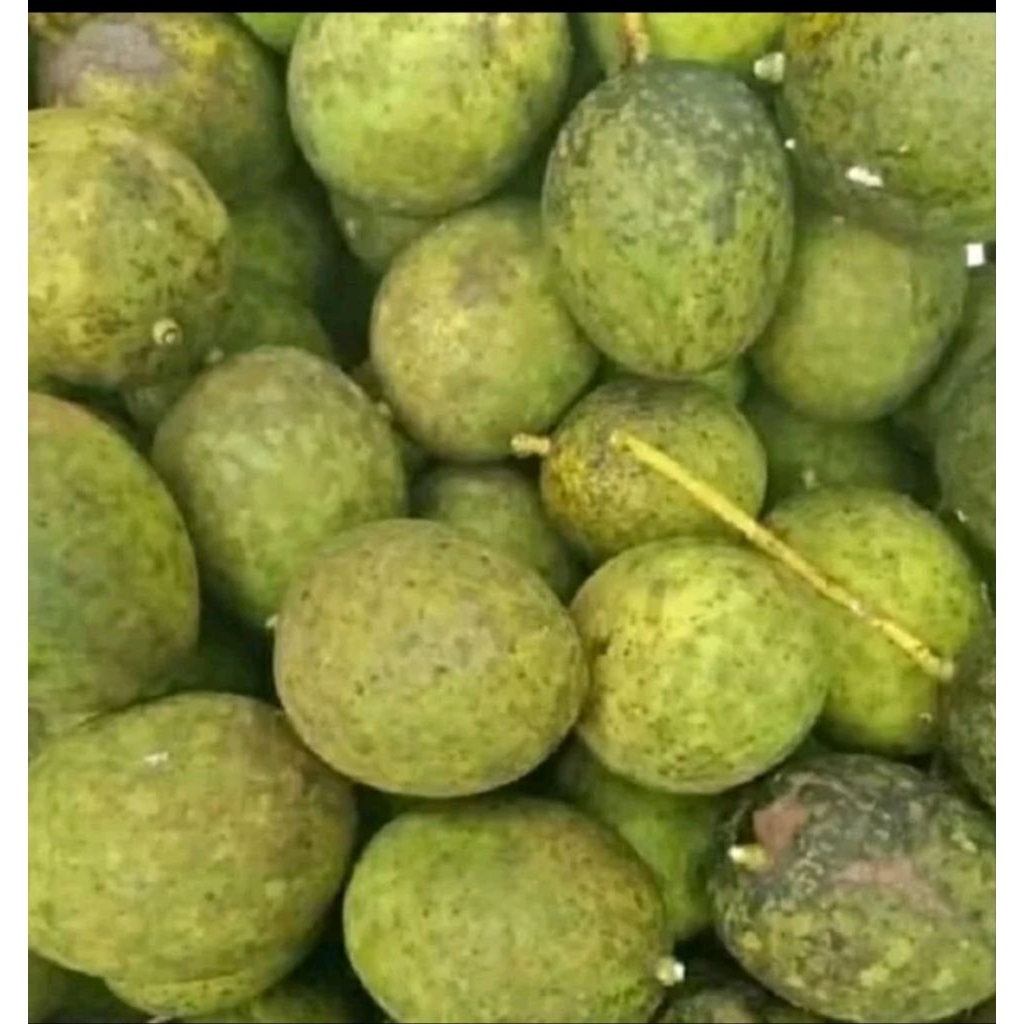 buah pakel limus untuk rujakan