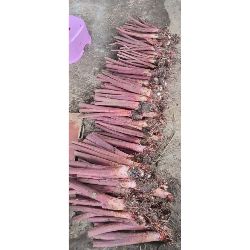 Bibit Talas Bogor Asli