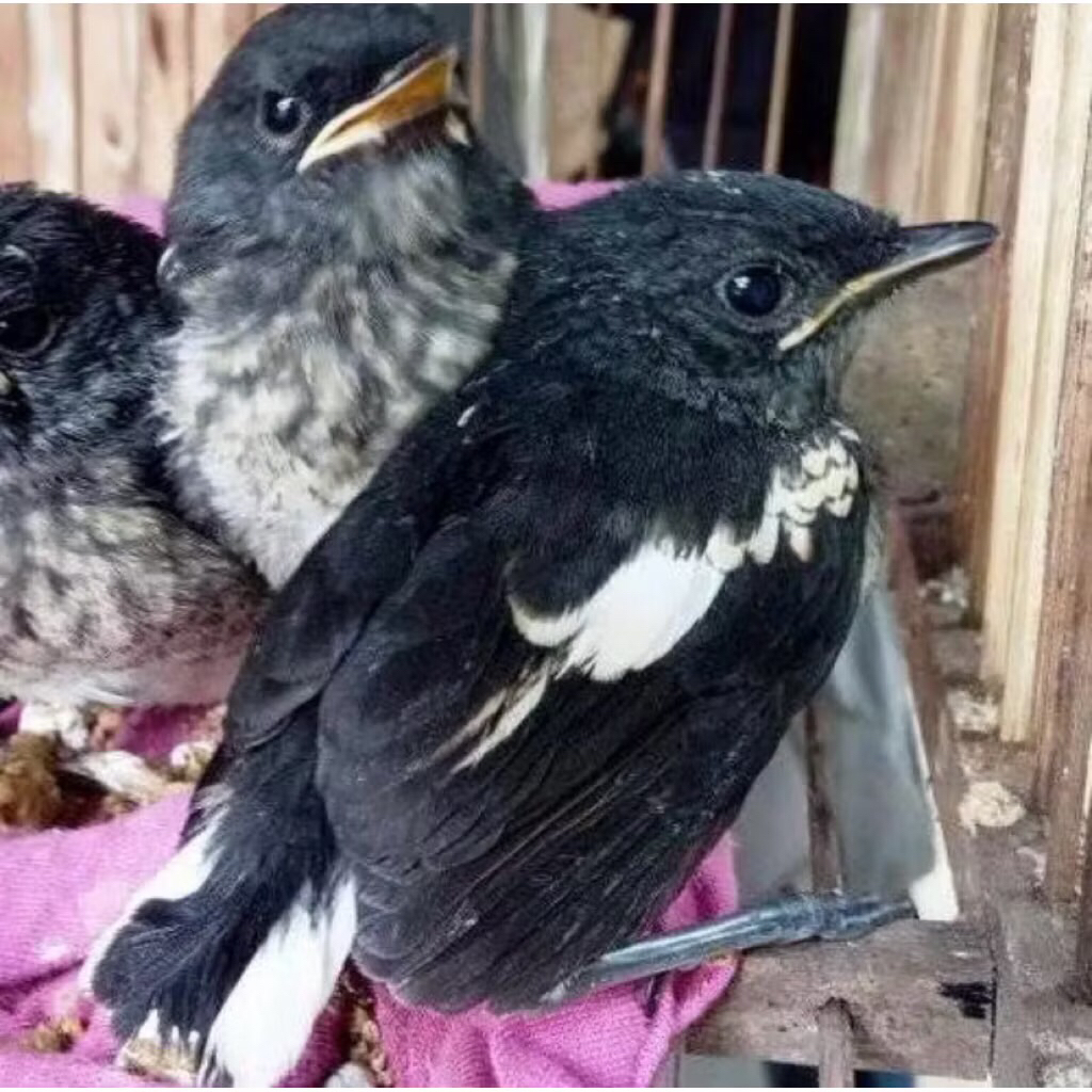 Burung kacer anakan  dada putih pilihan