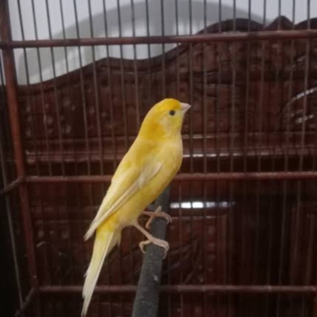 kenari loper cerah GACORAN MUDA prospek