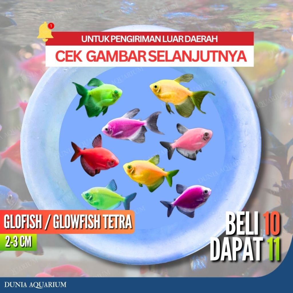 GLOFISH / GLOWFISH TETRA - IKAN WARNA WARNI