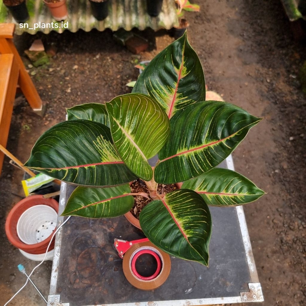 tanaman hias Aglonema moonlight gerhana/BML gerhana ( size tanaman indukan jumbo )