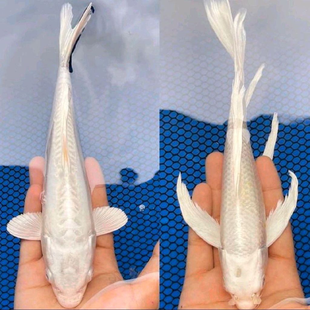 Koi Platinum Slayer Premium A+ 10–15cm | Koi Putih Metallic Elegan