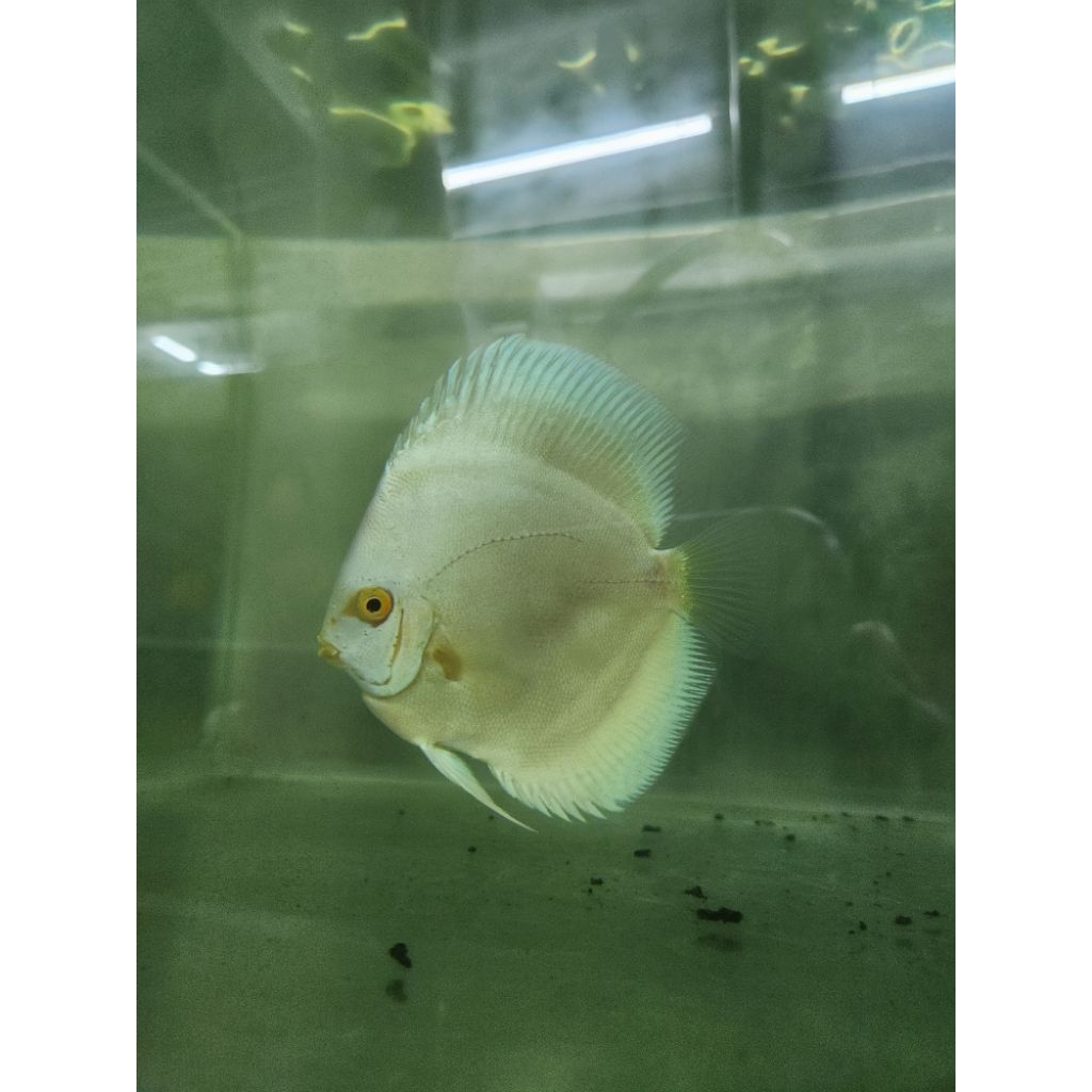 Ikan discus albino platinum 4 inch