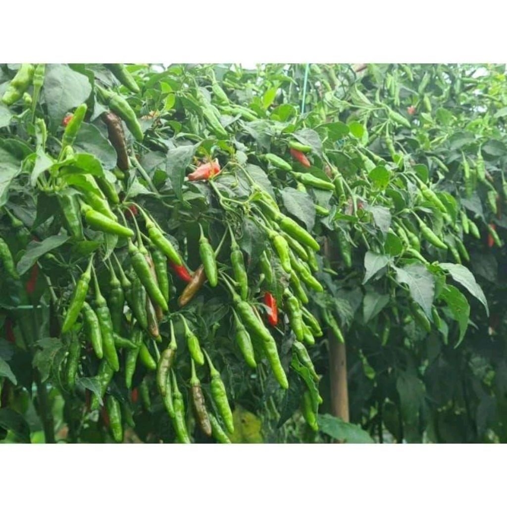 BIBIT CABE RAWIT LOKAL SIRAMOS - 100++ biji