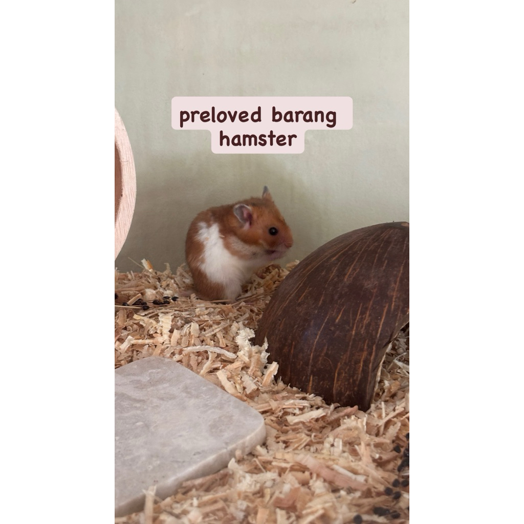 preloved barang hamster