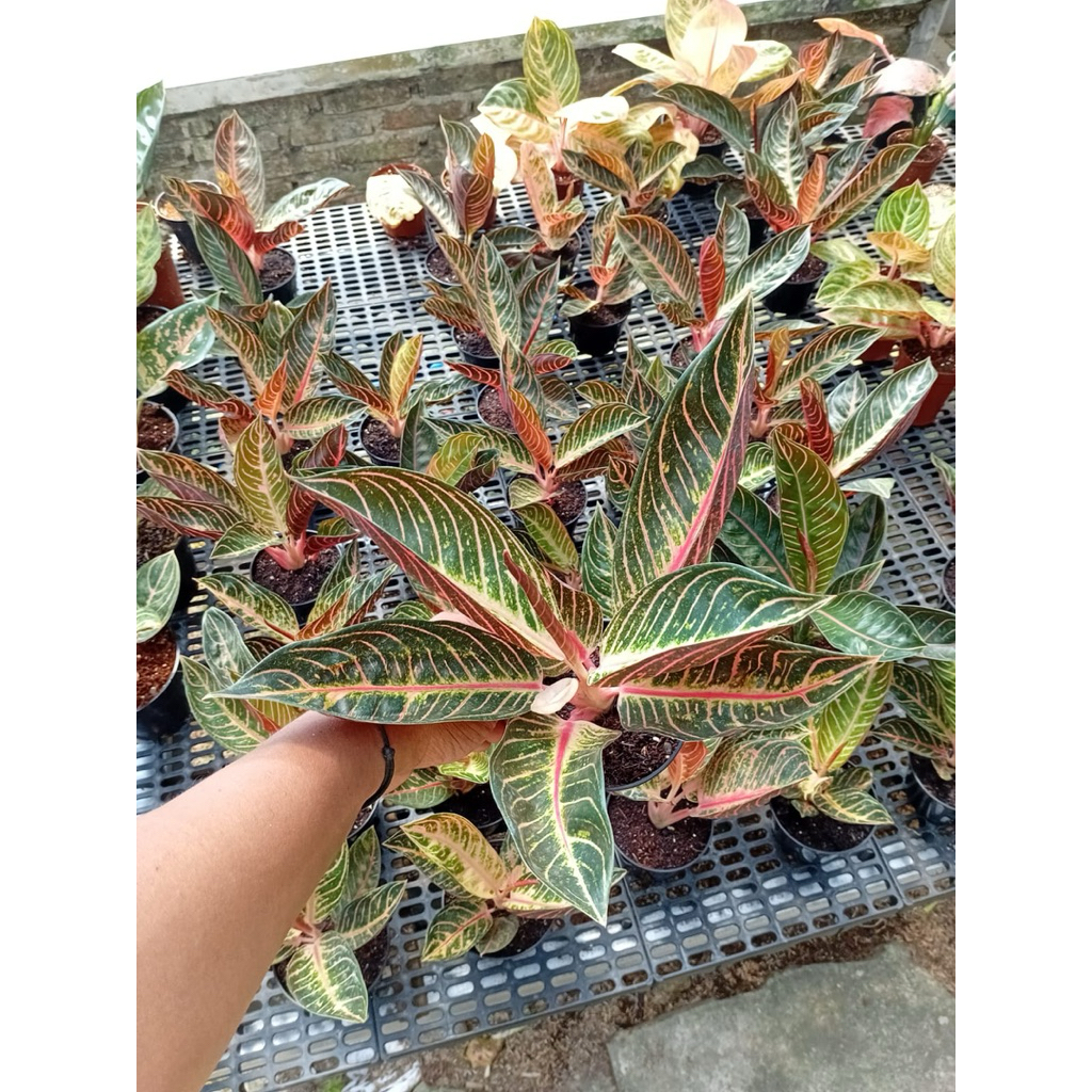 Pride Of Sumatra Aglonema