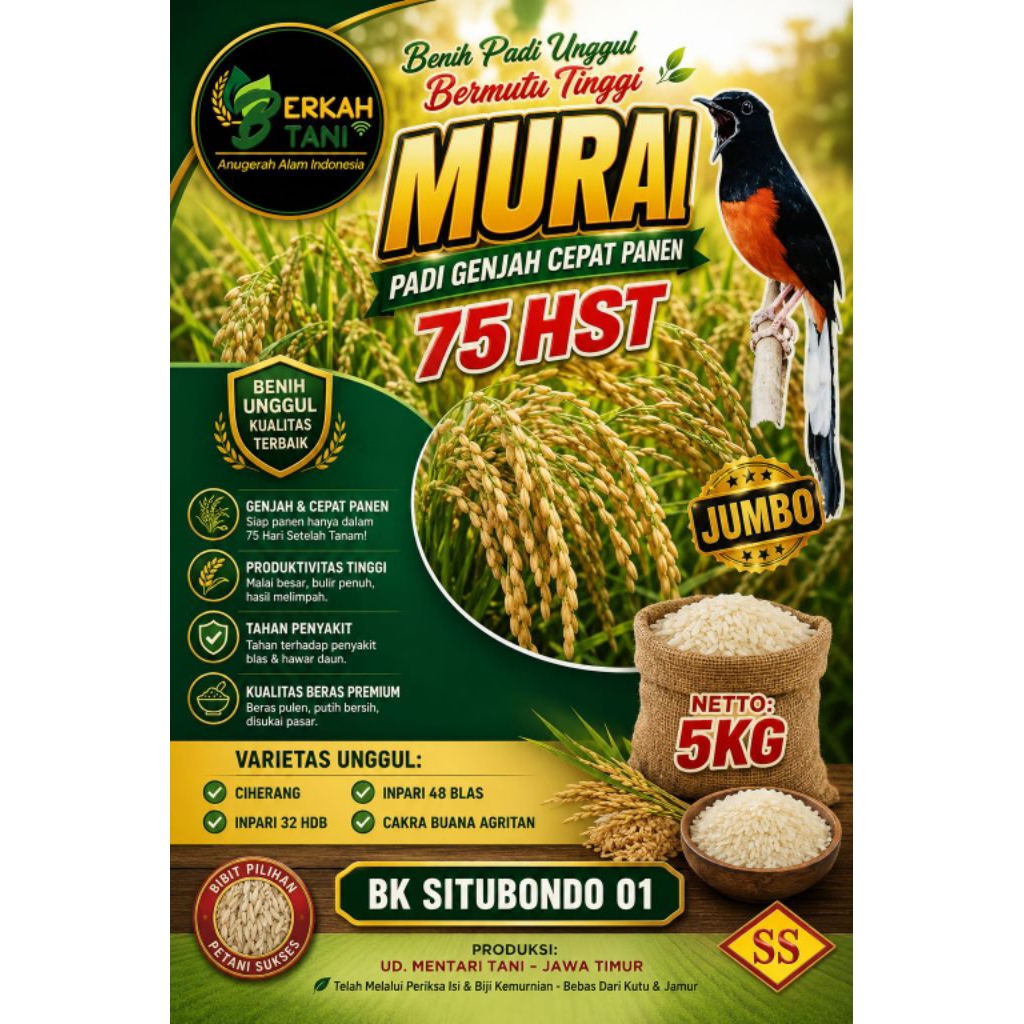 PADI GENJAH BK SITUBONDO 01 UMUR 75 HST PANEN ( ORIGINAL )