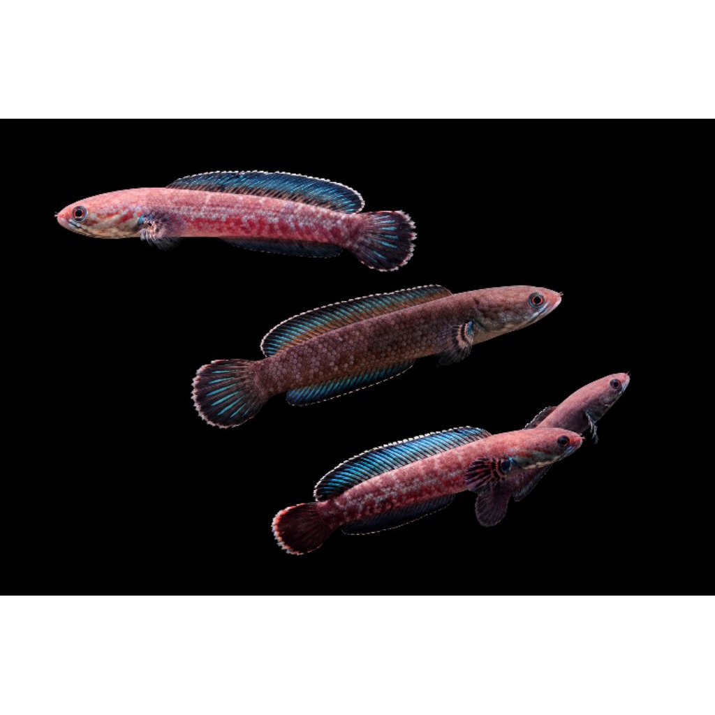 Free maggot - Channa Andrao murmer 5-8cm