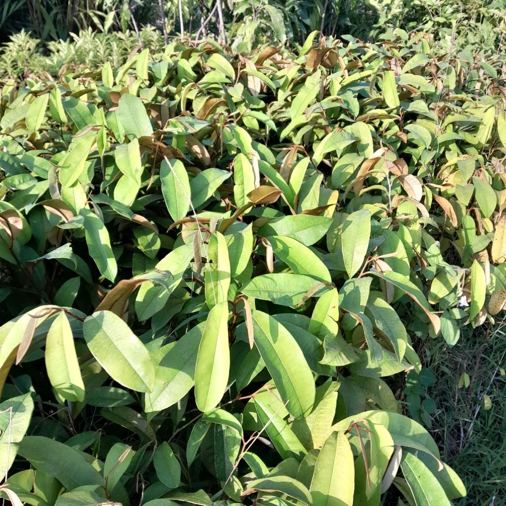 bibit buah kenitu