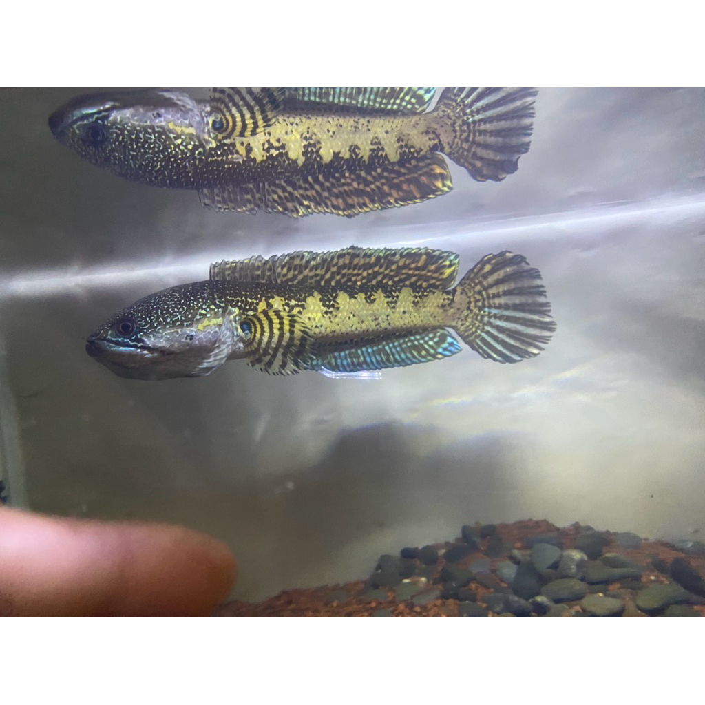 Channa Auranti Maculata 27-30cm
