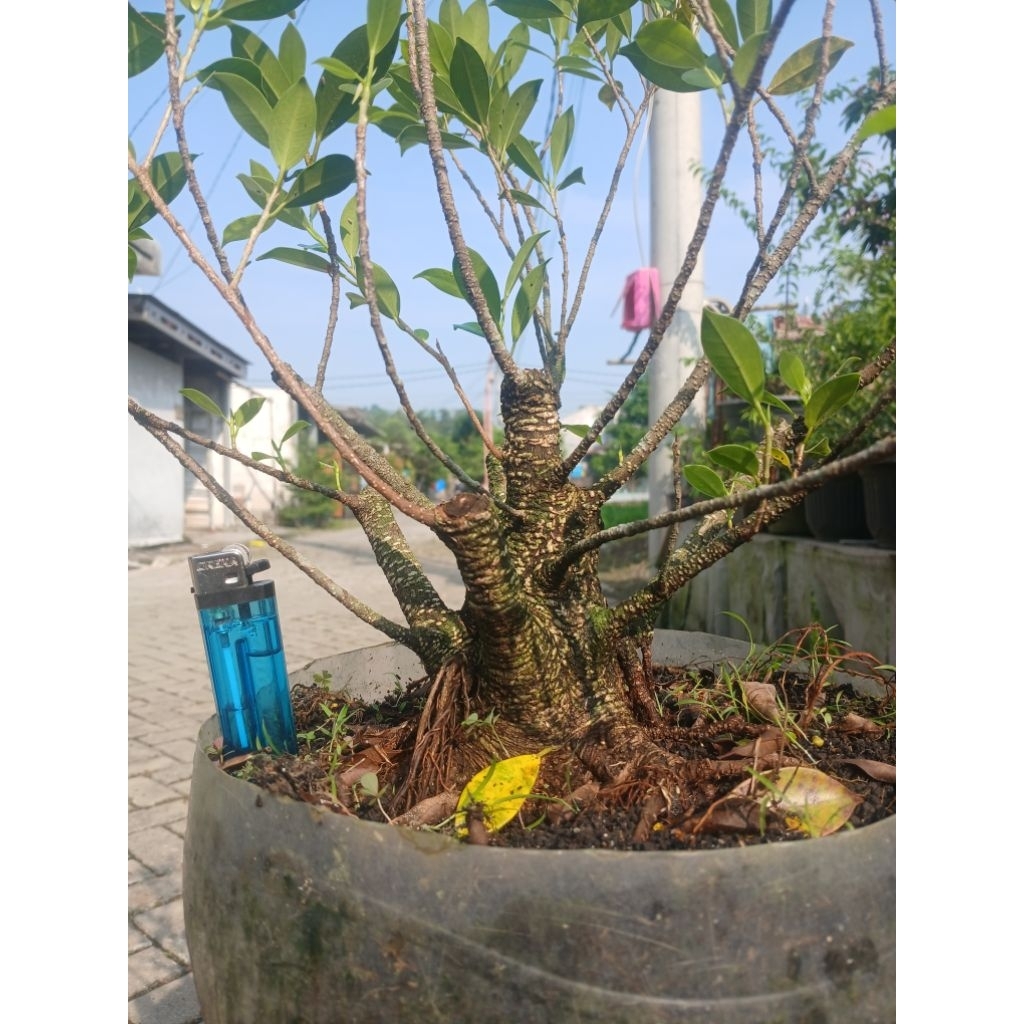 Bahan bonsai ficus Kimeng Prokar