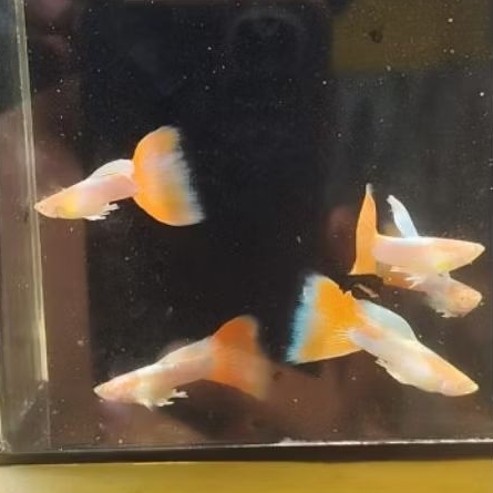 Hiasan Aquarium Guppy Albino Sky Red Josjis