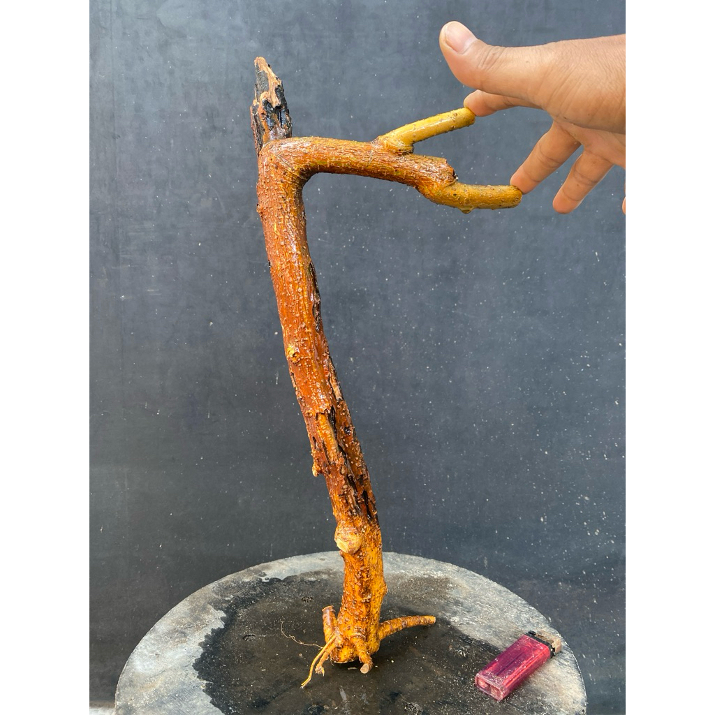 Dongkelan bahan bonsai Murbei