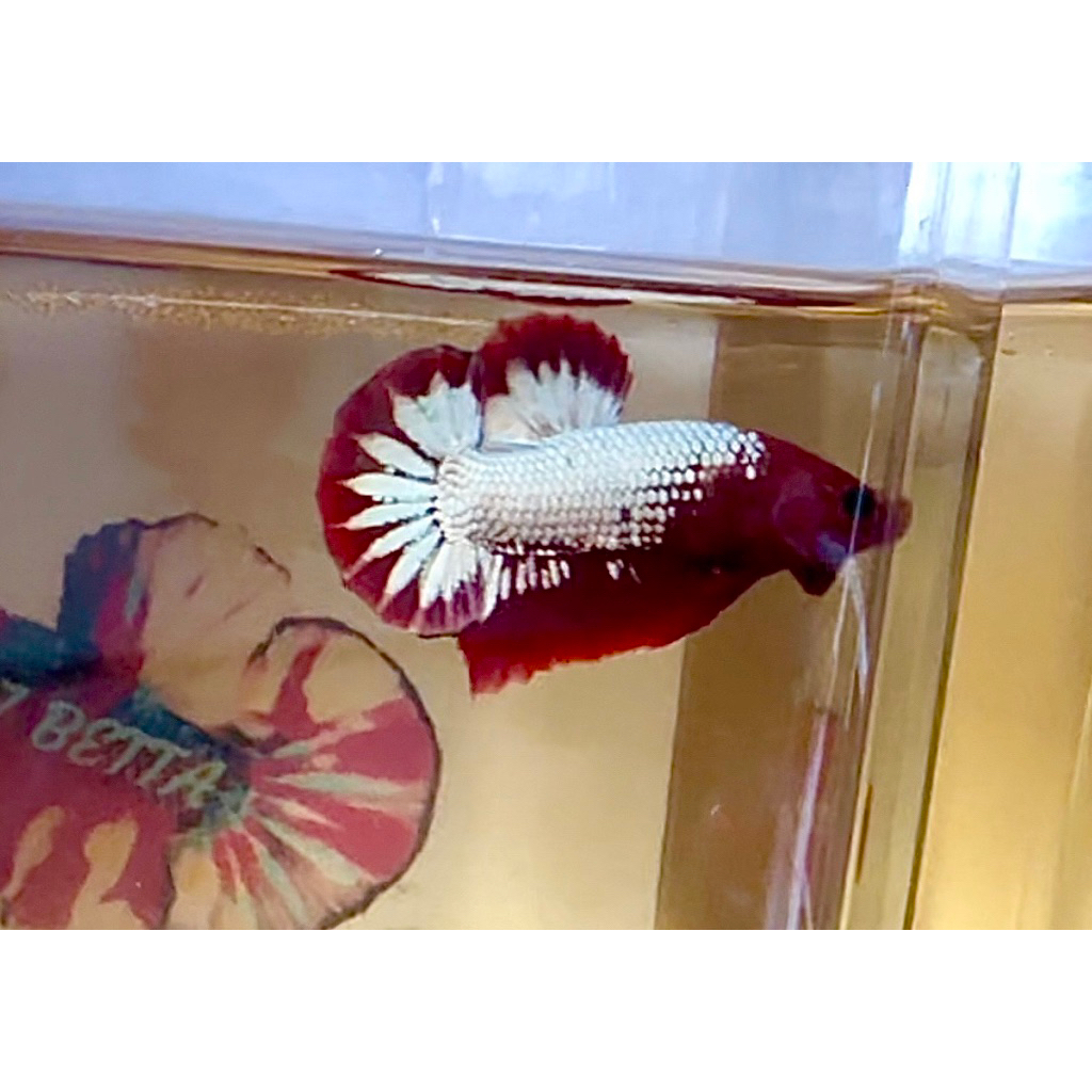 hiasan aquarium cupang FCCP red head