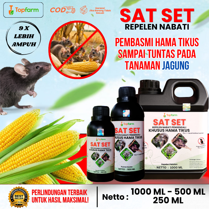 Pestisida Nabati Pengusir Tikus Pada Tanaman Jagung / Obat Tikus Di Ladang Jagung / Obat Pembasmi Ha