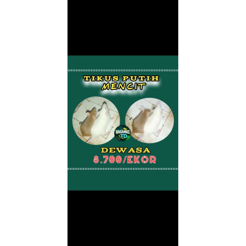 Tikus Mencit Putih Ukuran DEWASA