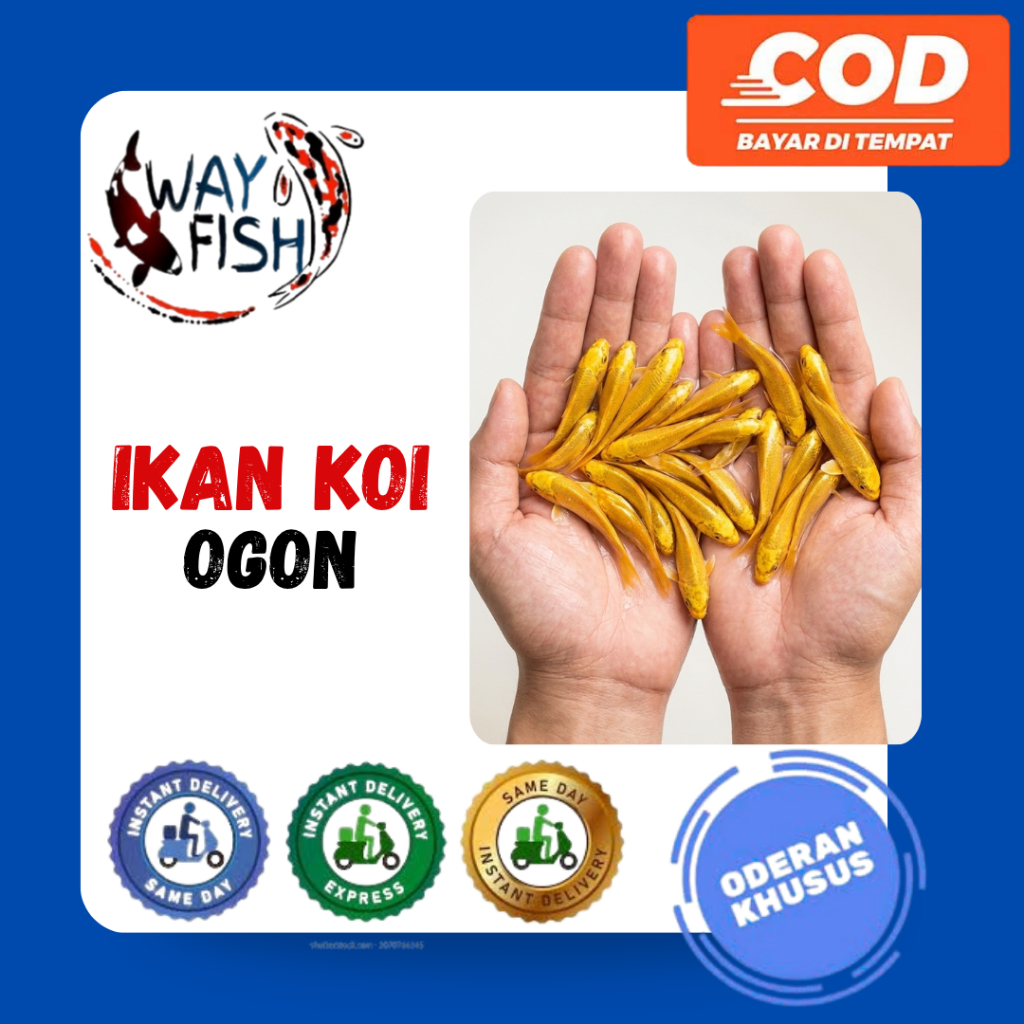 KOI OGON | Ikan Koi Ogon Size 6-7-9 cm | Kirim Instan/Sameday