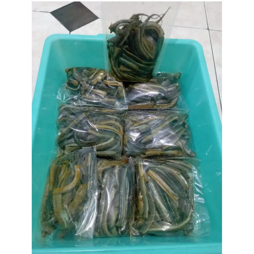 BELUT MARINASI KECIL