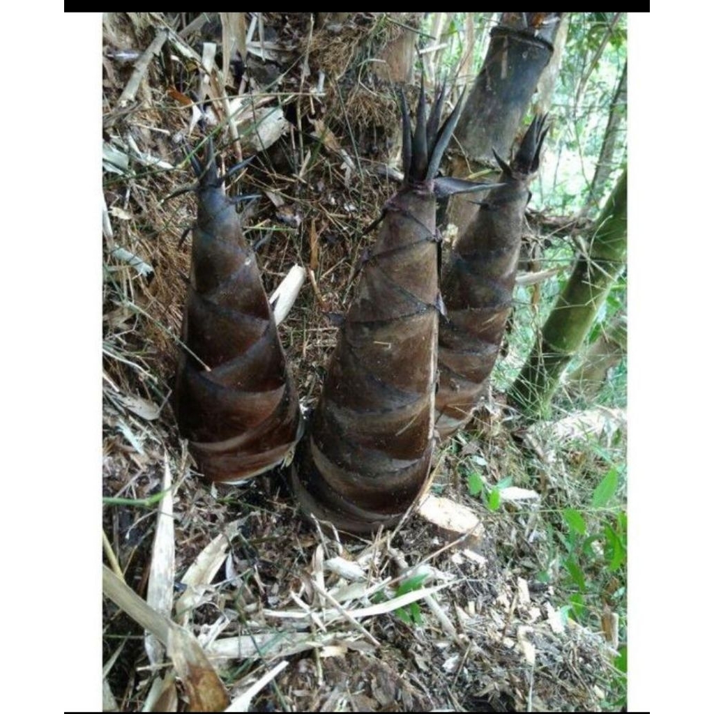 BIBIT BAMBU PETUNG / BAMBU RAKSASA ATAU BAMBU REBUNG