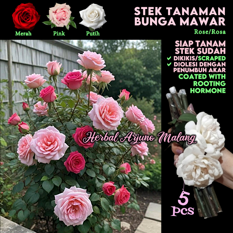 Bunga Mawar Lokal Ros Rose Stek Batang Tanaman Kembang Flower Rosa Harum Wangi Merah Putih Pink Orga
