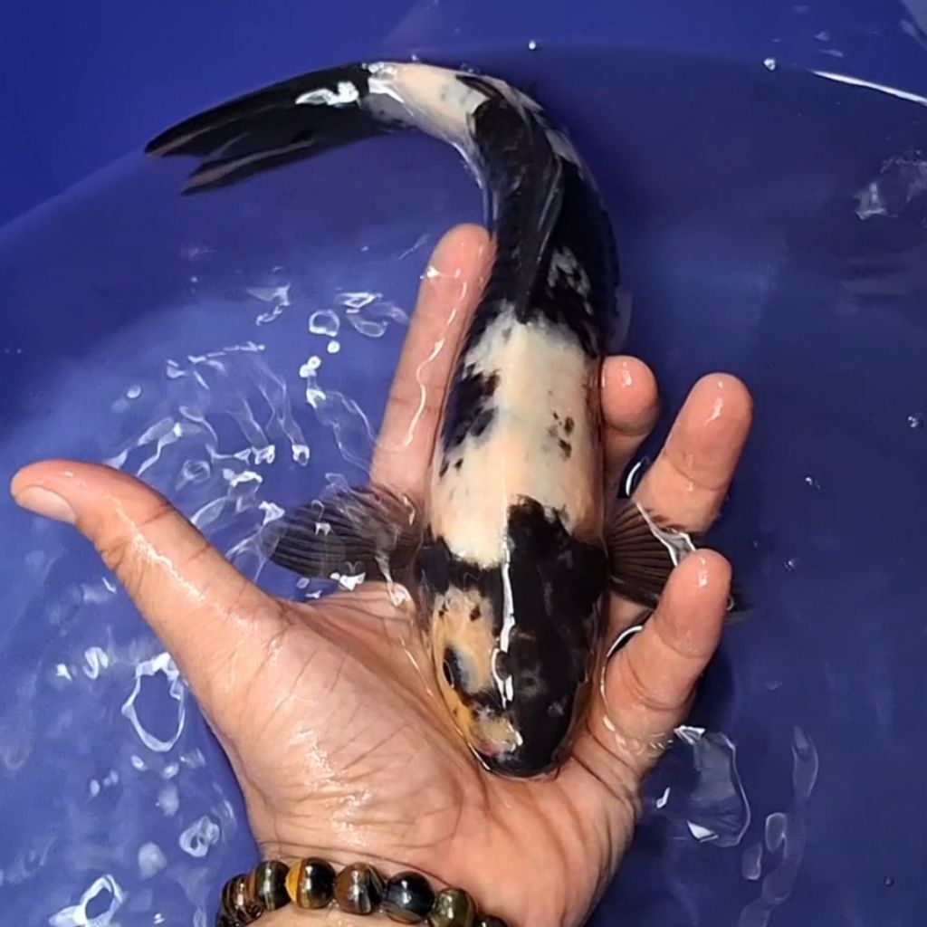 Ikan Koi Blitar Jenis Shiro / Rumah Koi Jakarta / kode 0019