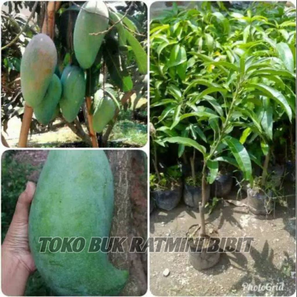 Bibit Mangga Mahatir / Tanaman mangga mahatir