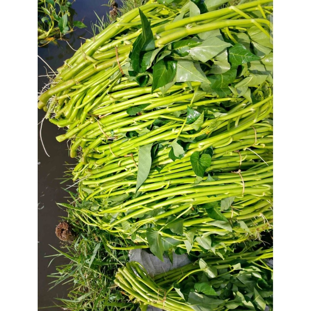 kangkung Lombok