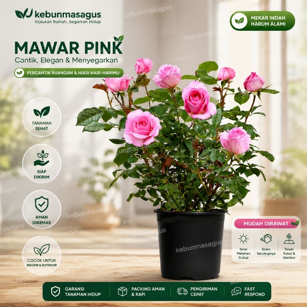 Tanaman Hias Mawar Pink Hidup - Tanaman Hias Bunga Mawar Pink - Bunga Mawar Hidup - Bunga Mawar