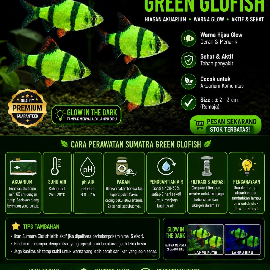 IKAN HIAS SUMATRA TIGER BARB HIJAU