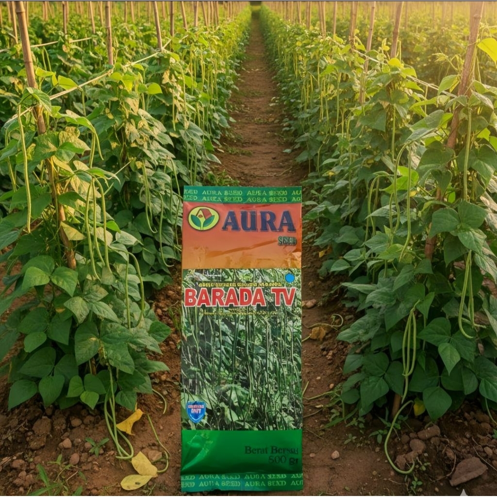 benih kacang panjang barada aura seed 500 gram