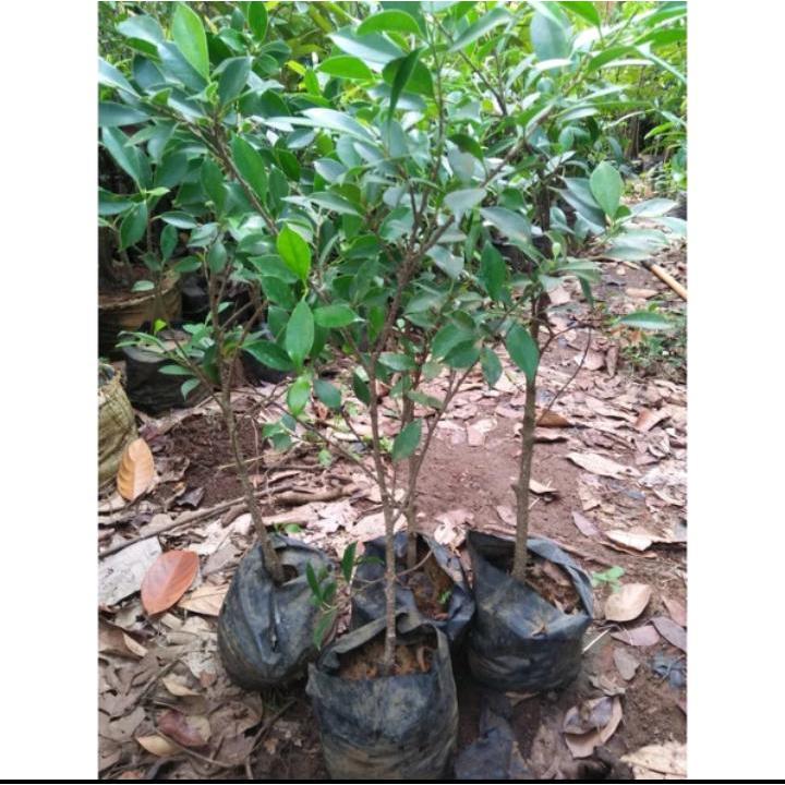 Bibit Tanaman Beringin Kimeng - Populer Jadi Tanaman Bonsai