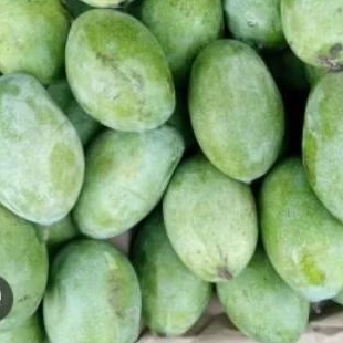 mangga manalagi probolinggo 1kg