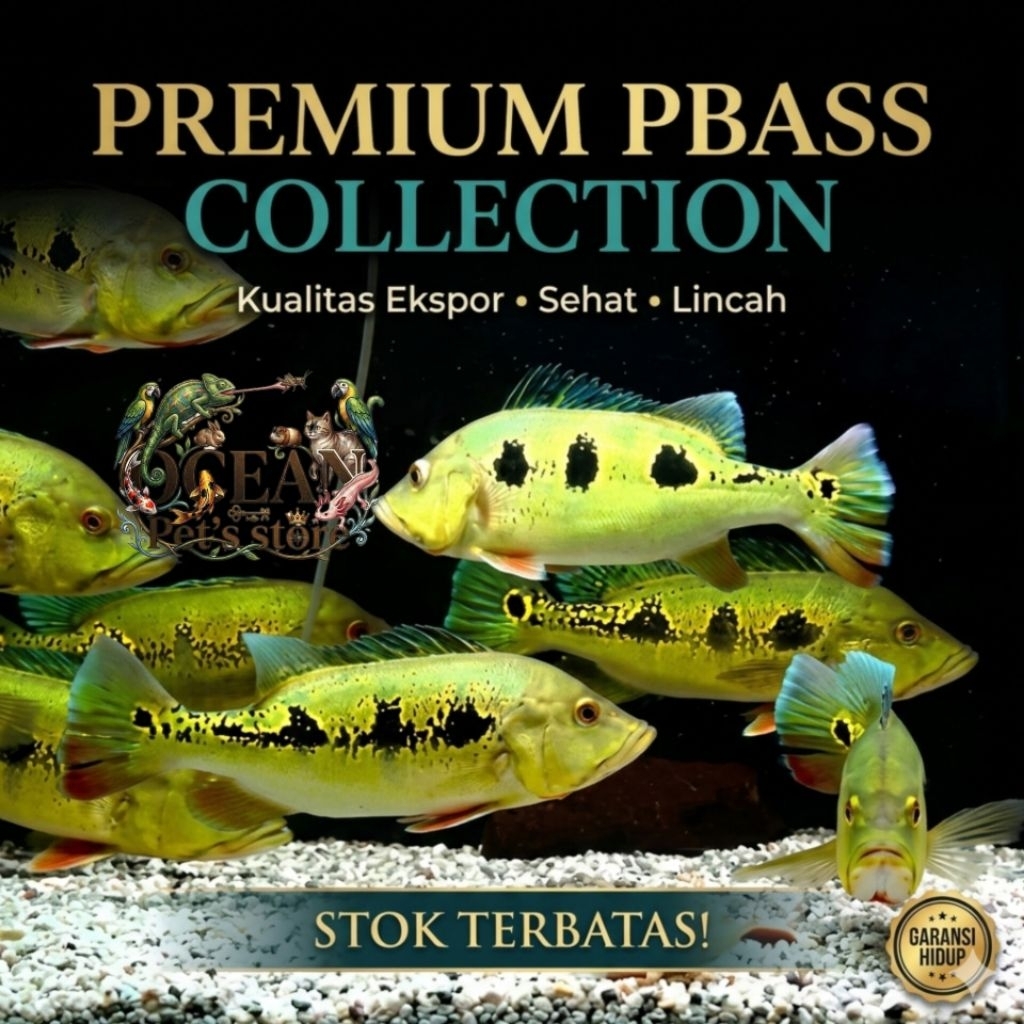 ikan Pbass orinoco Peackook bass orinoco predator hiasan aquarium untuk hobiis