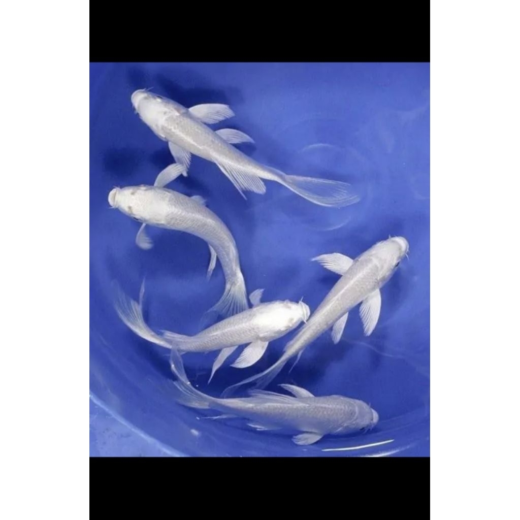 ikan koi platinum slayer