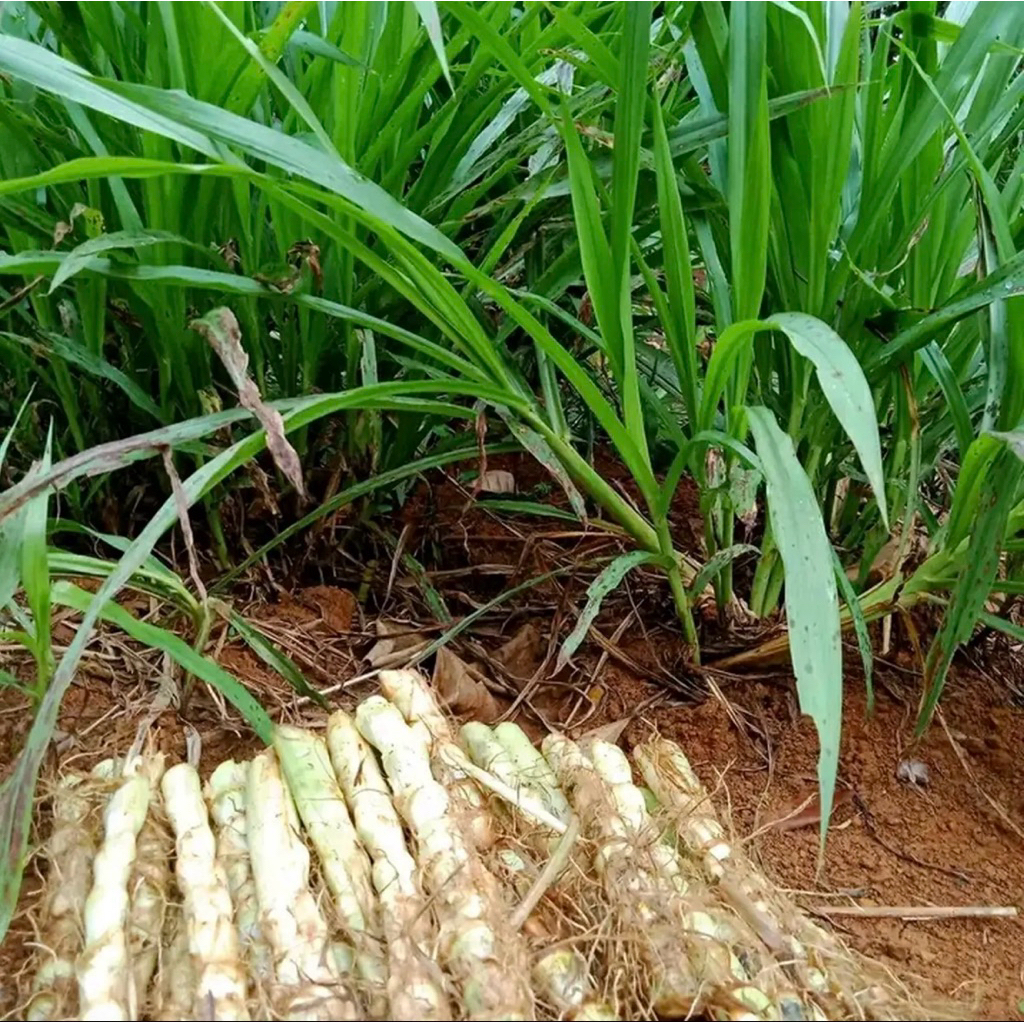 bibit rumput odot/bibit steck rumput odot 1kg