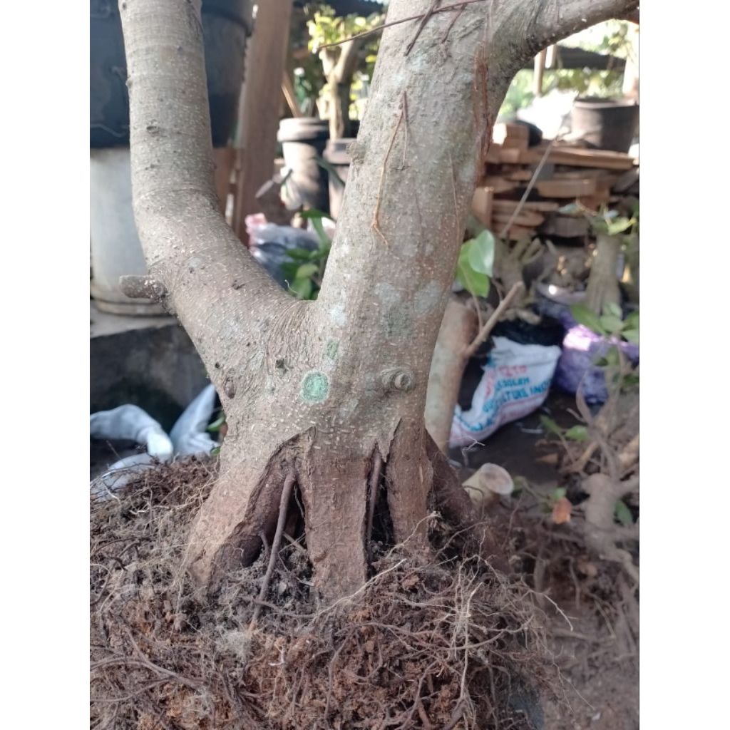 Iprik Bahan Bogel Realpict