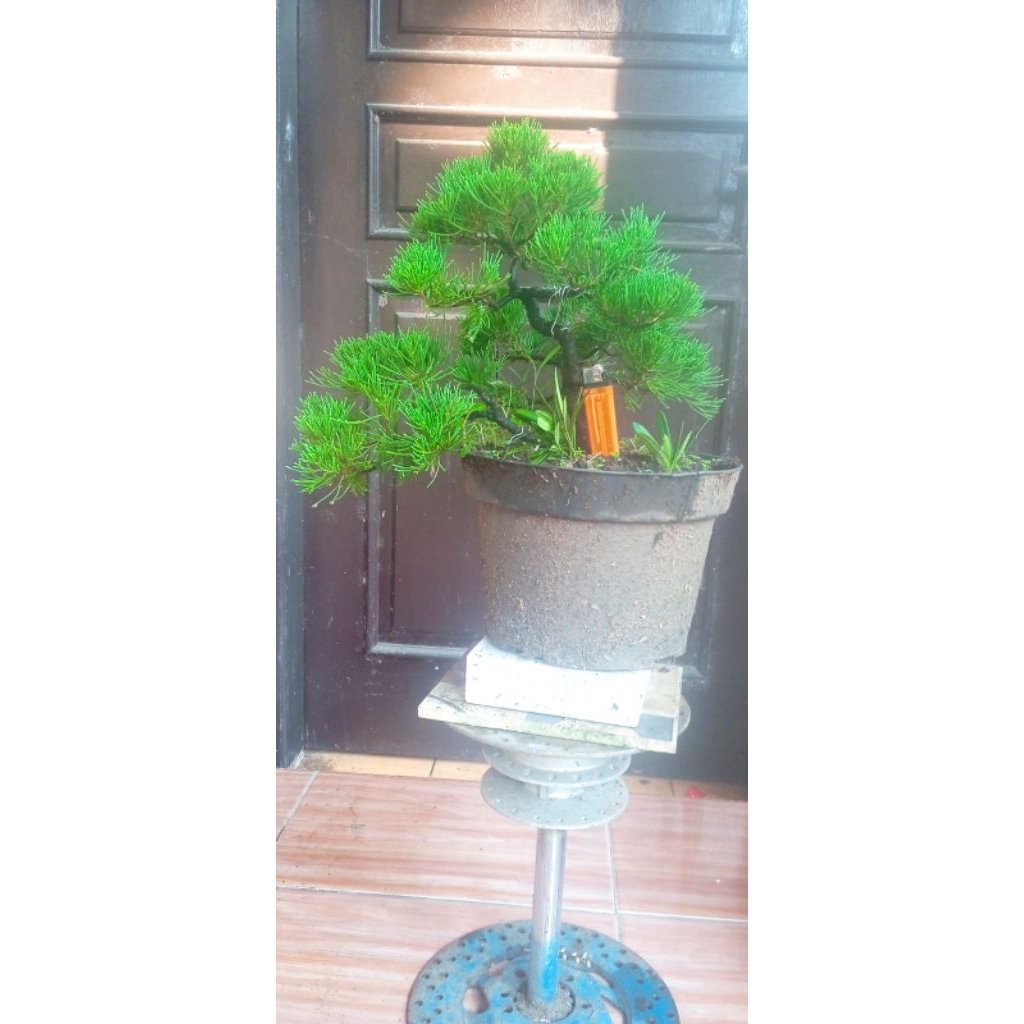 Bonsai Sinensis/Cinensis