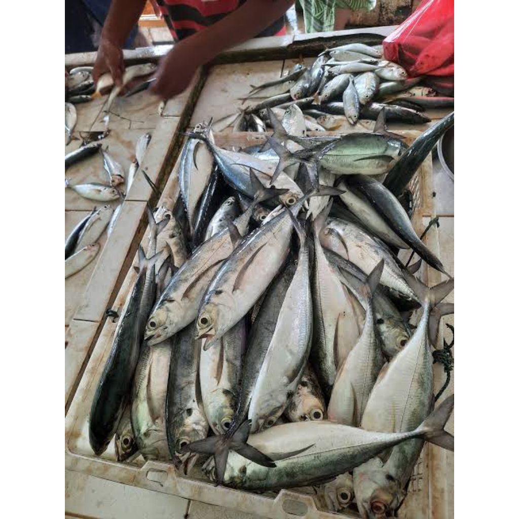 Ikan gronggong/ ikan Glonggong 500gram