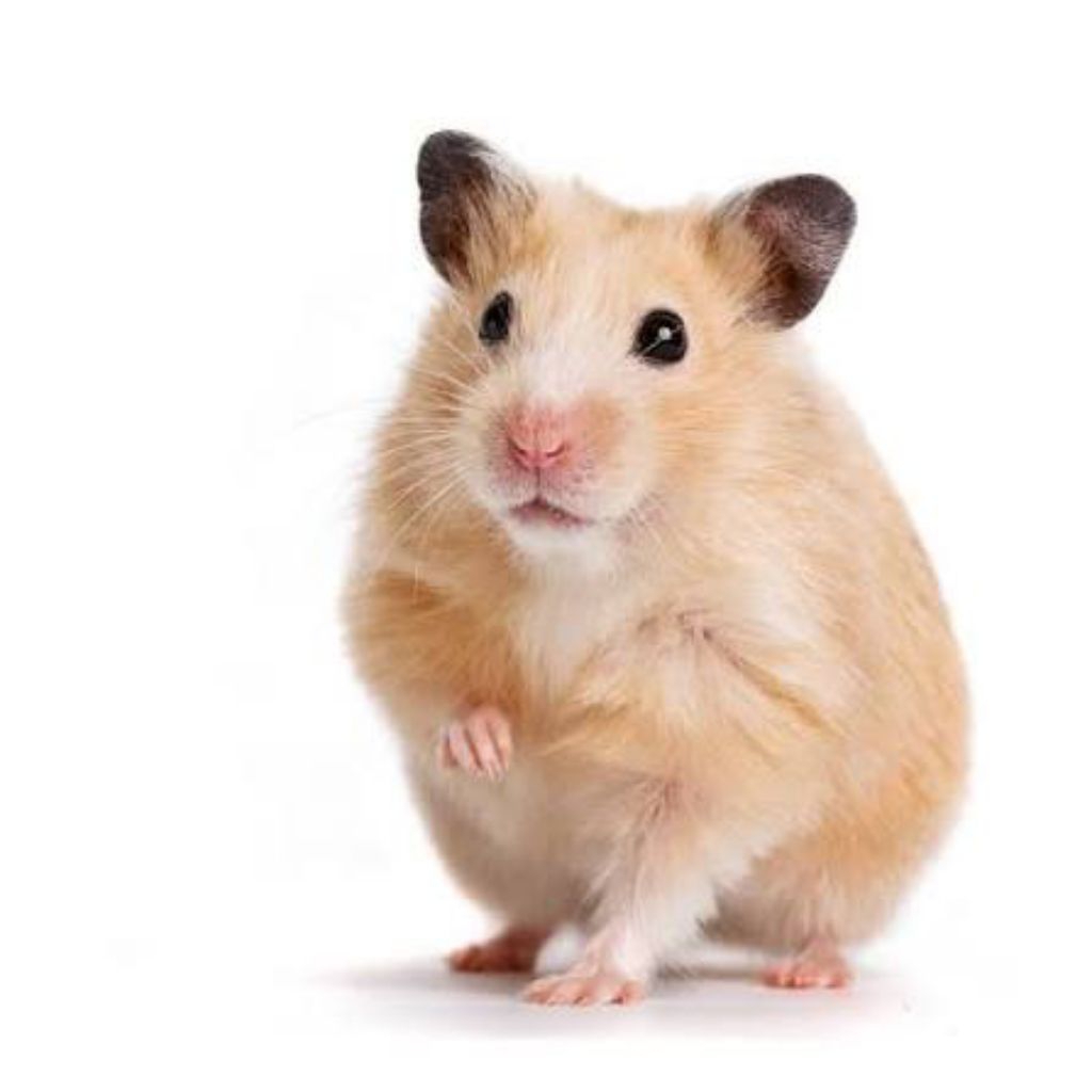 Hamster Syrian Indukan