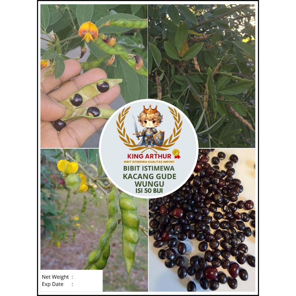 Bibit Istimewa Kacang Gude Wungu | Biji Benih Kacang Gude