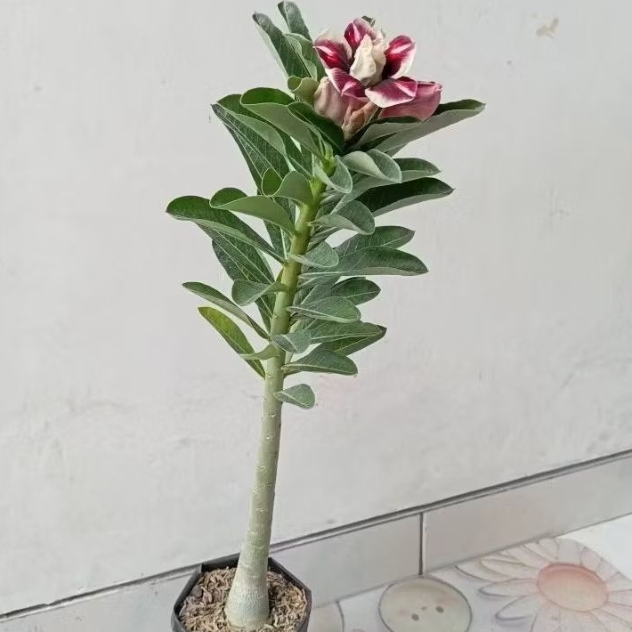 Bibit Tanaman Adenium, bunga tumpuk //Hasil semai biji