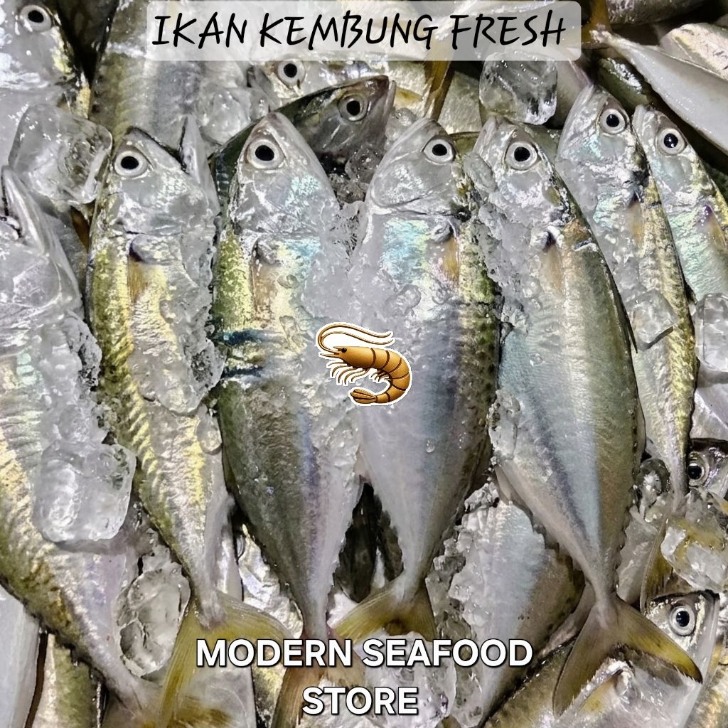 ikan kembung fresh dibersihkan